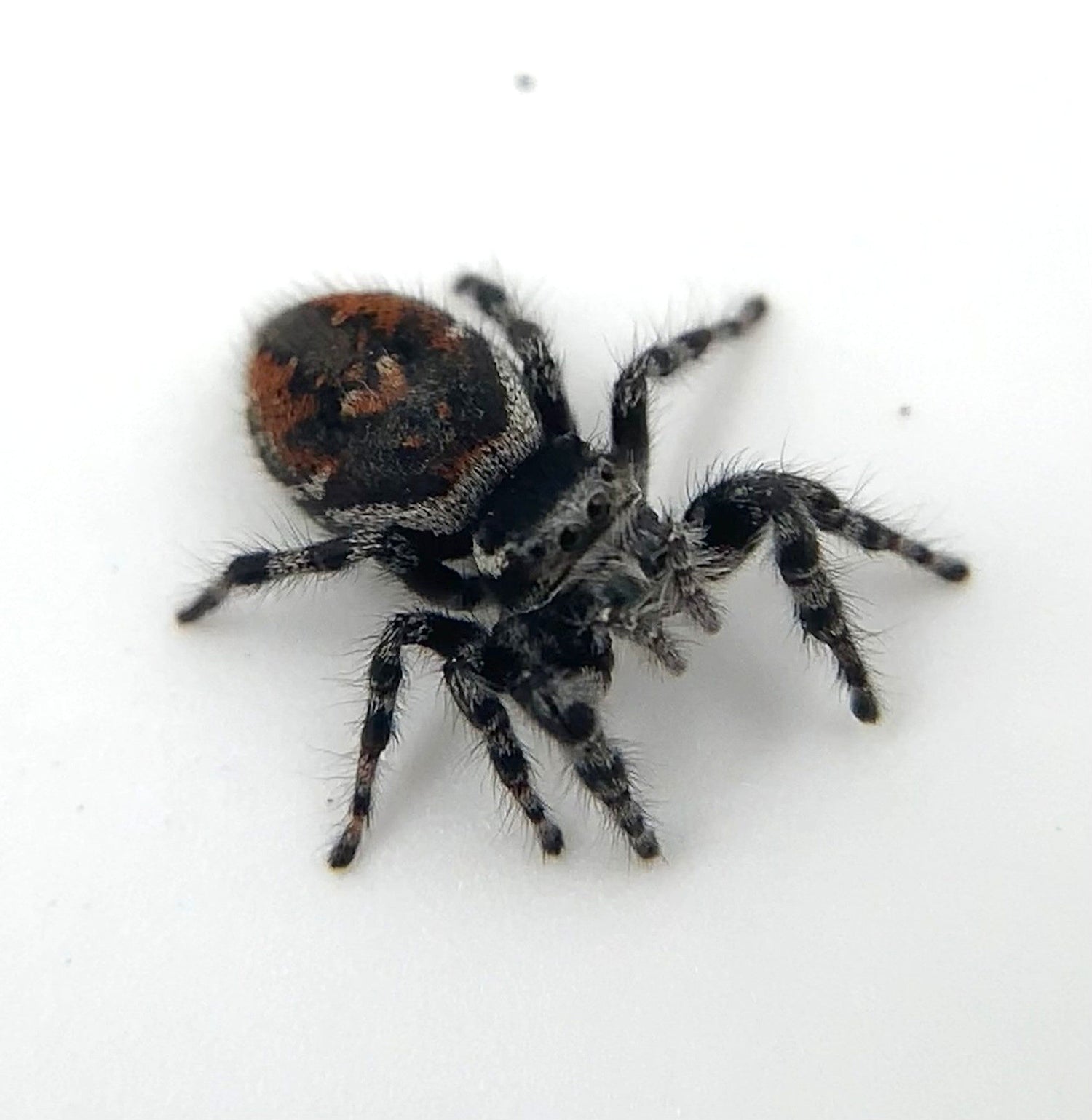 Jumping Spiders