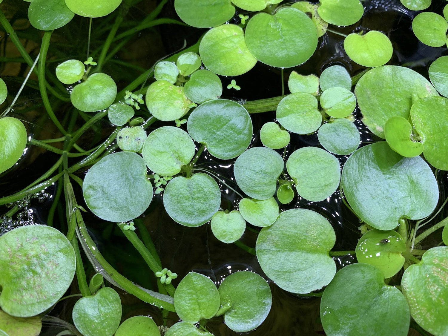 Aquatic Plants