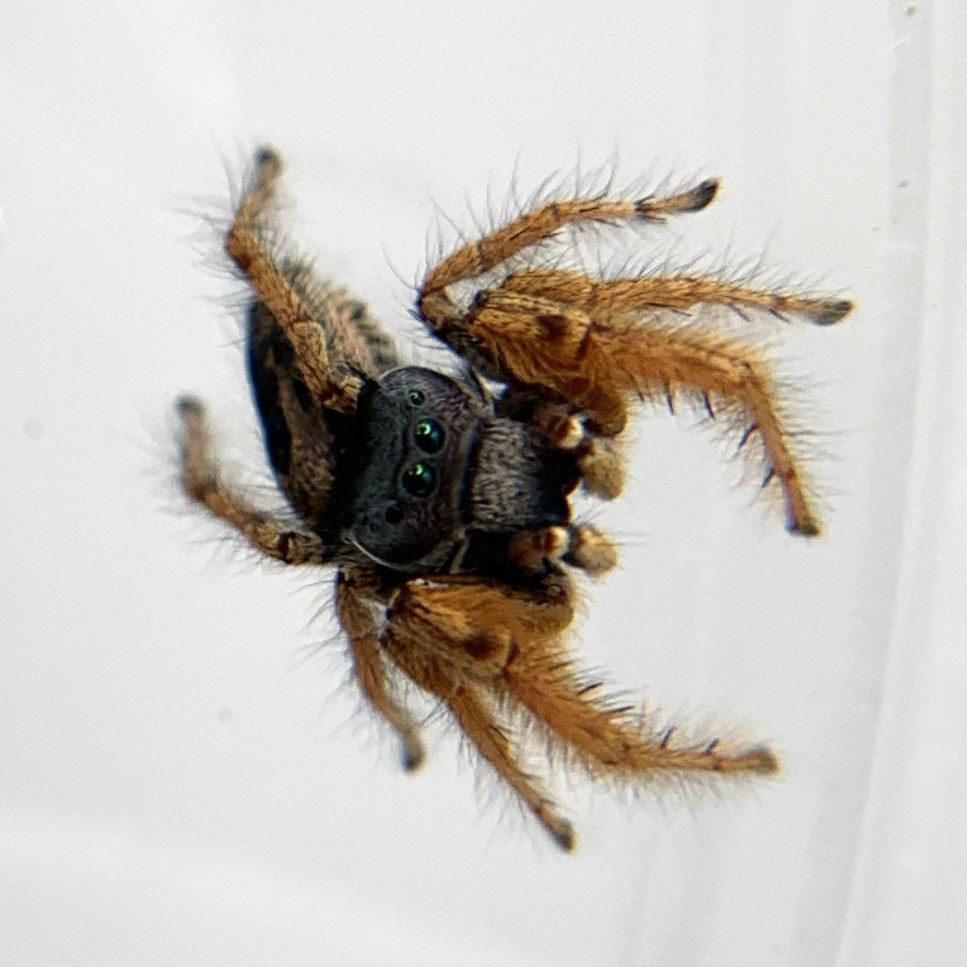 Arizona Jumping Spider (Phidippus arizonensis)