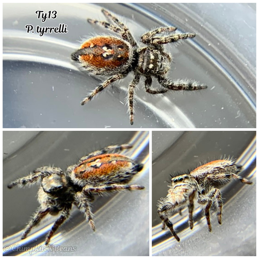 i7 Phidippus tyrrelli Ty13