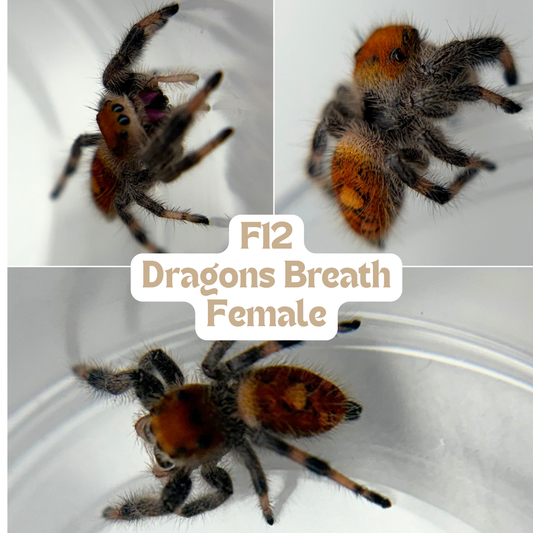 Regal Jumping Spider (Phidippus regius)