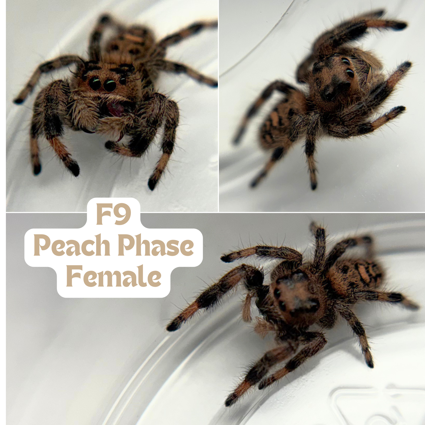 Regal Jumping Spider (Phidippus regius)