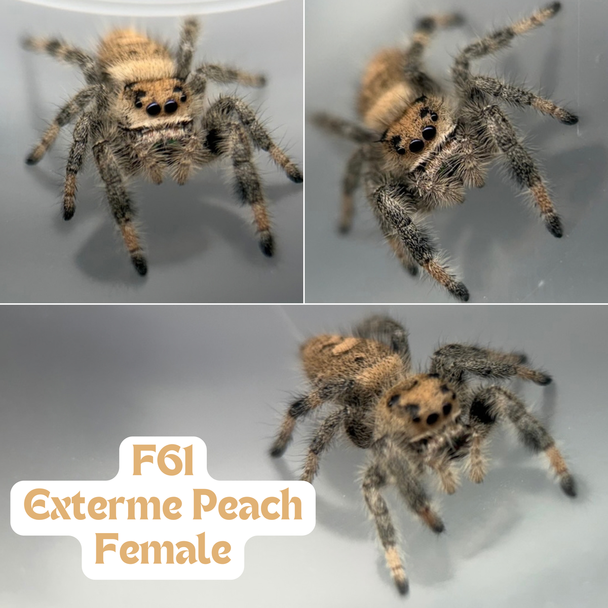 Regal Jumping Spider (Phidippus regius)