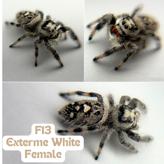 Regal Jumping Spider (Phidippus regius)