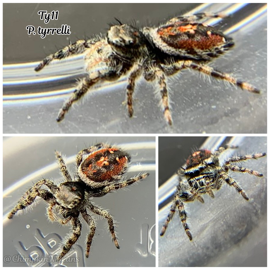 i7 Phidippus tyrrelli Ty11