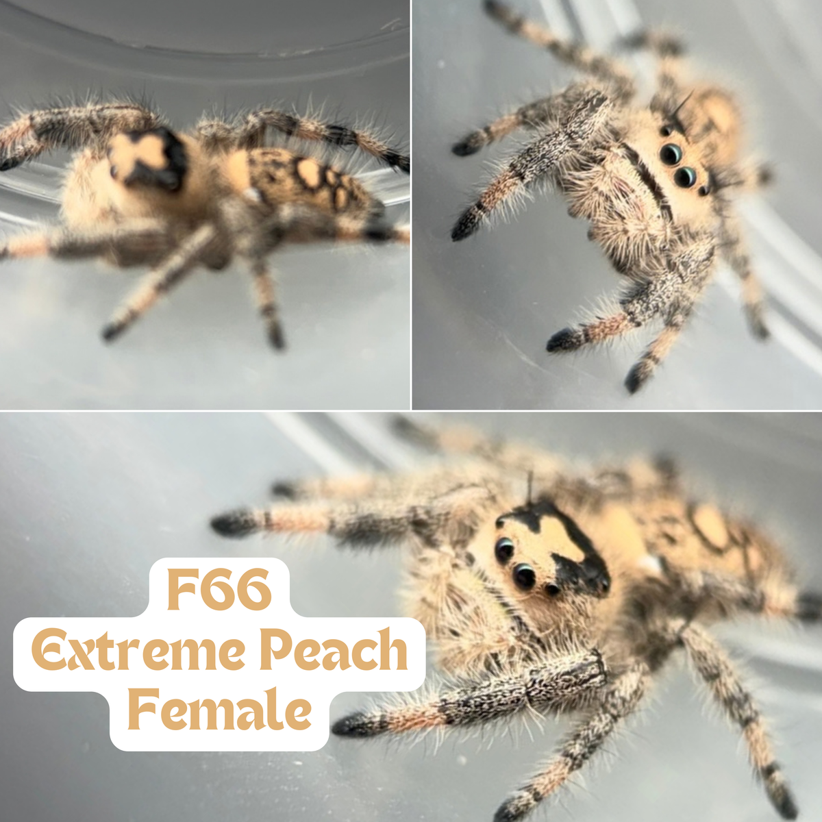 Regal Jumping Spider (Phidippus regius)