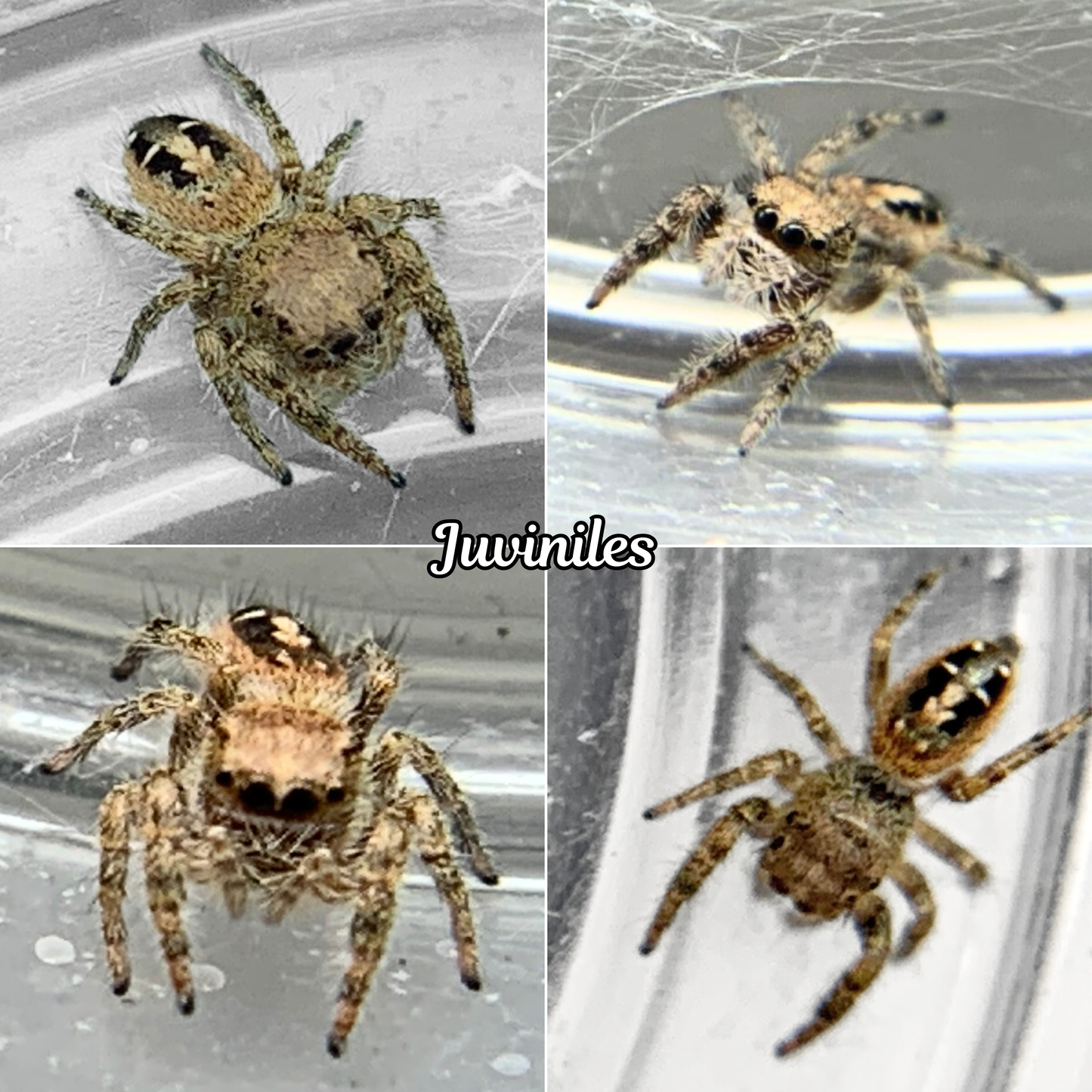 Texas Jumping Spider