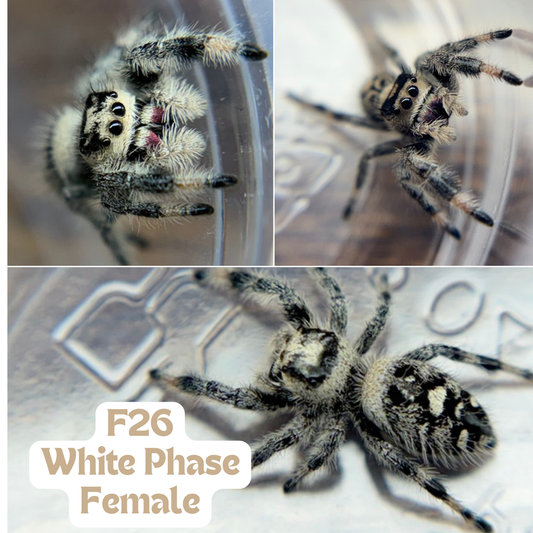 Regal Jumping Spider (Phidippus regius)