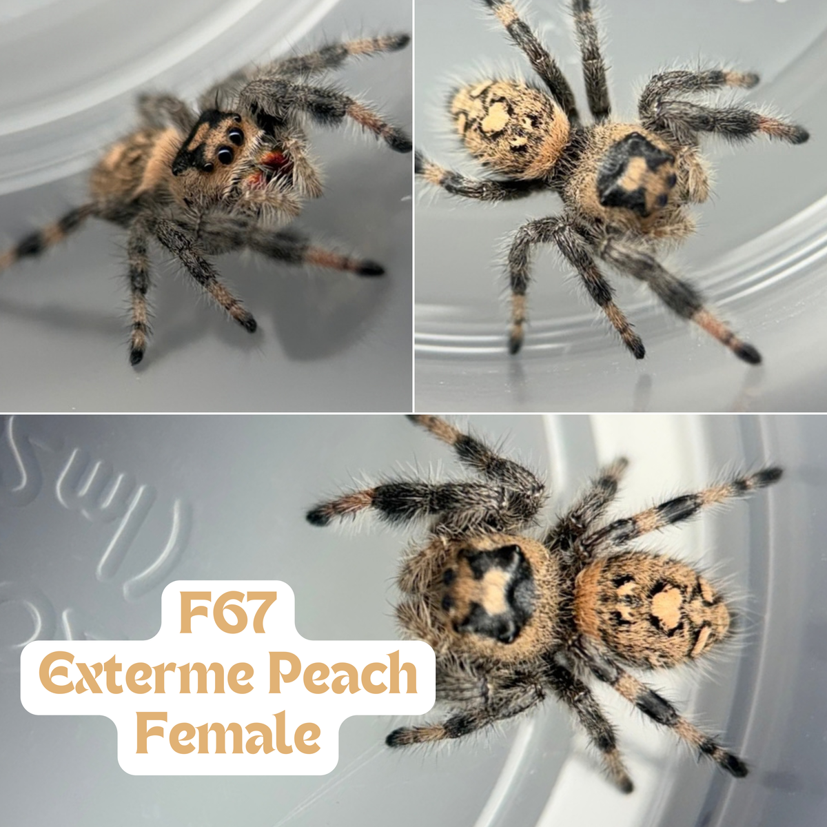Regal Jumping Spider (Phidippus regius)