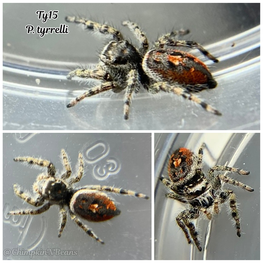 i7 Phidippus tyrrelli Ty15