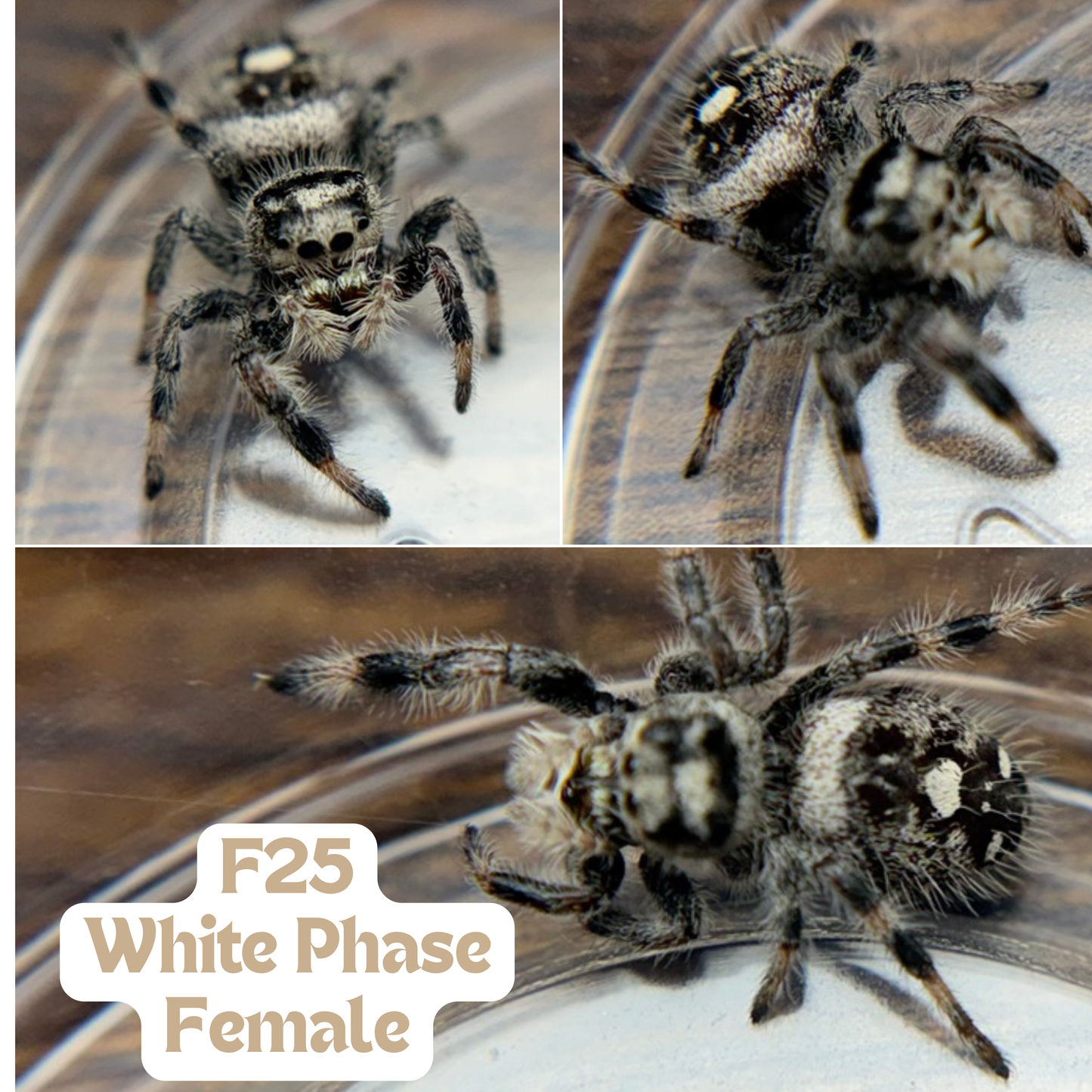 Regal Jumping Spider (Phidippus regius)