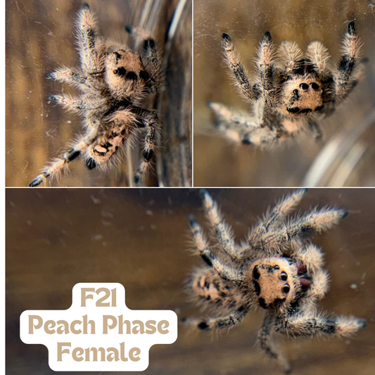 Regal Jumping Spider (Phidippus regius)