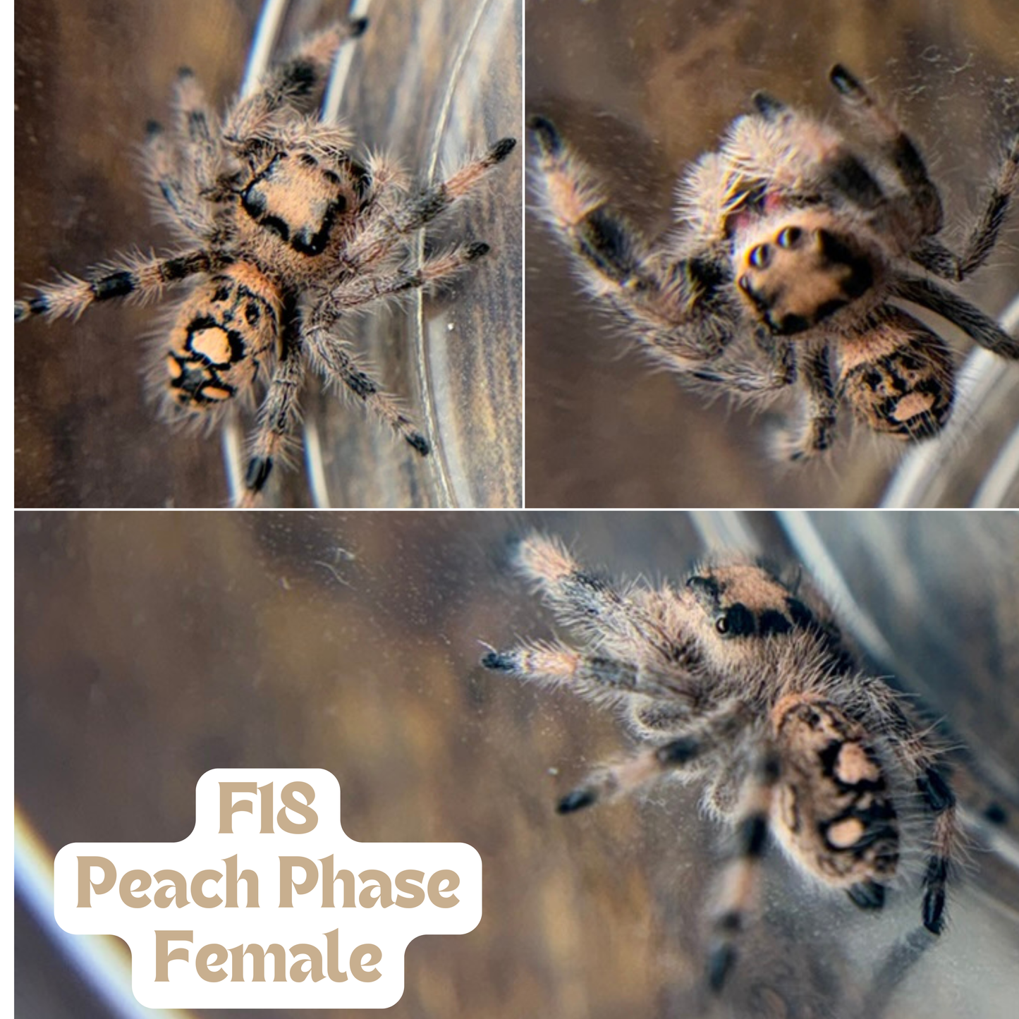 Regal Jumping Spider (Phidippus regius)