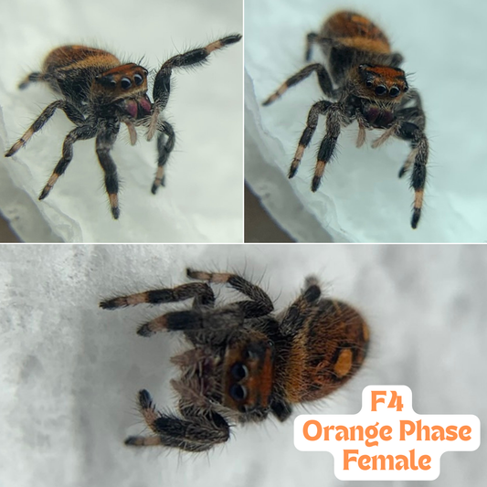 [F4] Regal Jumping Spider (Phidippus regius)