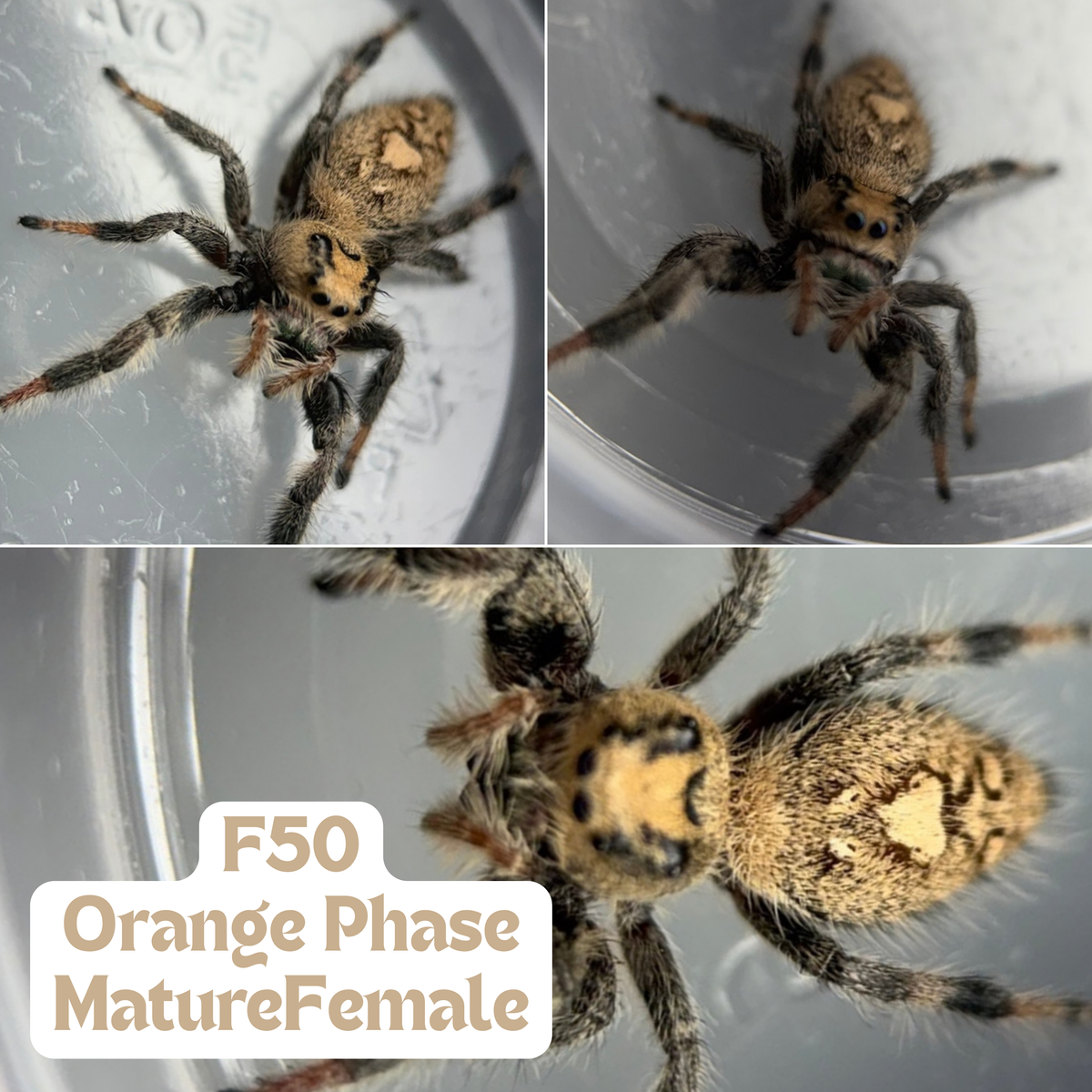 POS GRAVID - Regal Jumping Spider (Phidippus regius)
