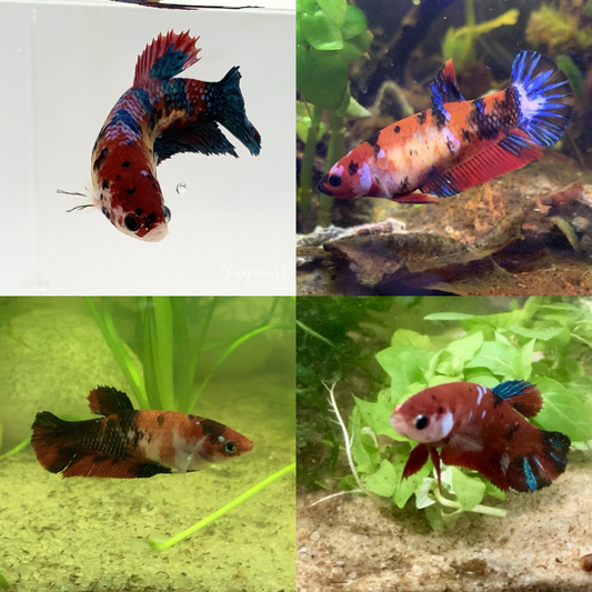 Female Betta Fish | Mystery Box Sorority