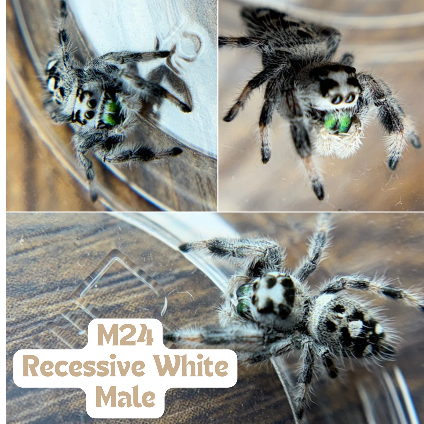 Recessive white [Male] Regal Jumping Spider