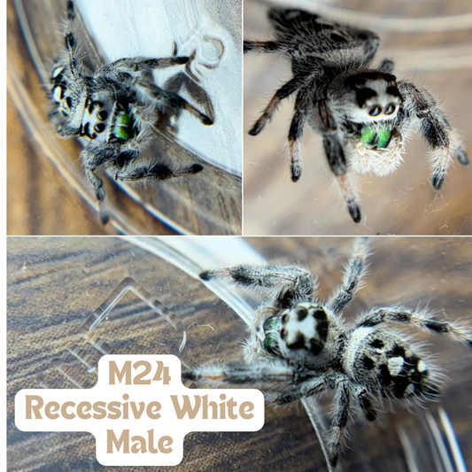 Recessive white [Male] Regal Jumping Spider