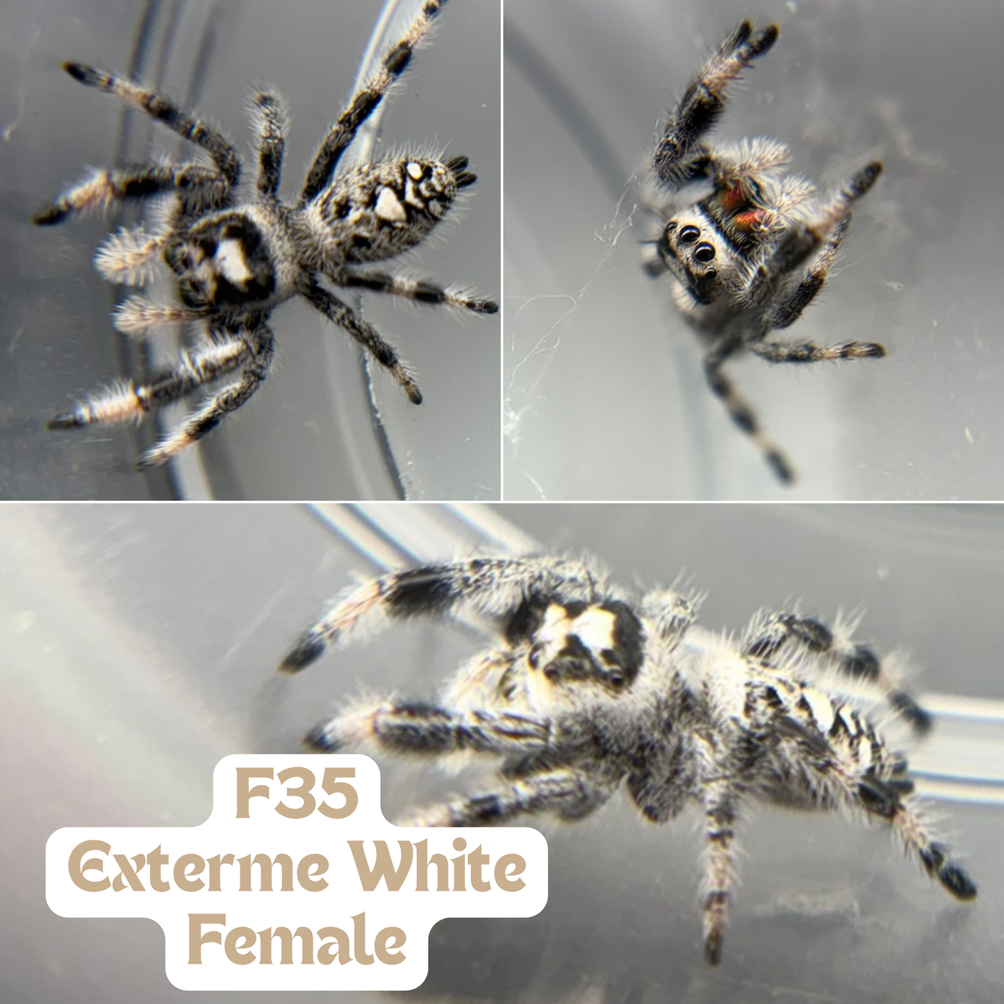 Regal Jumping Spider (Phidippus regius)