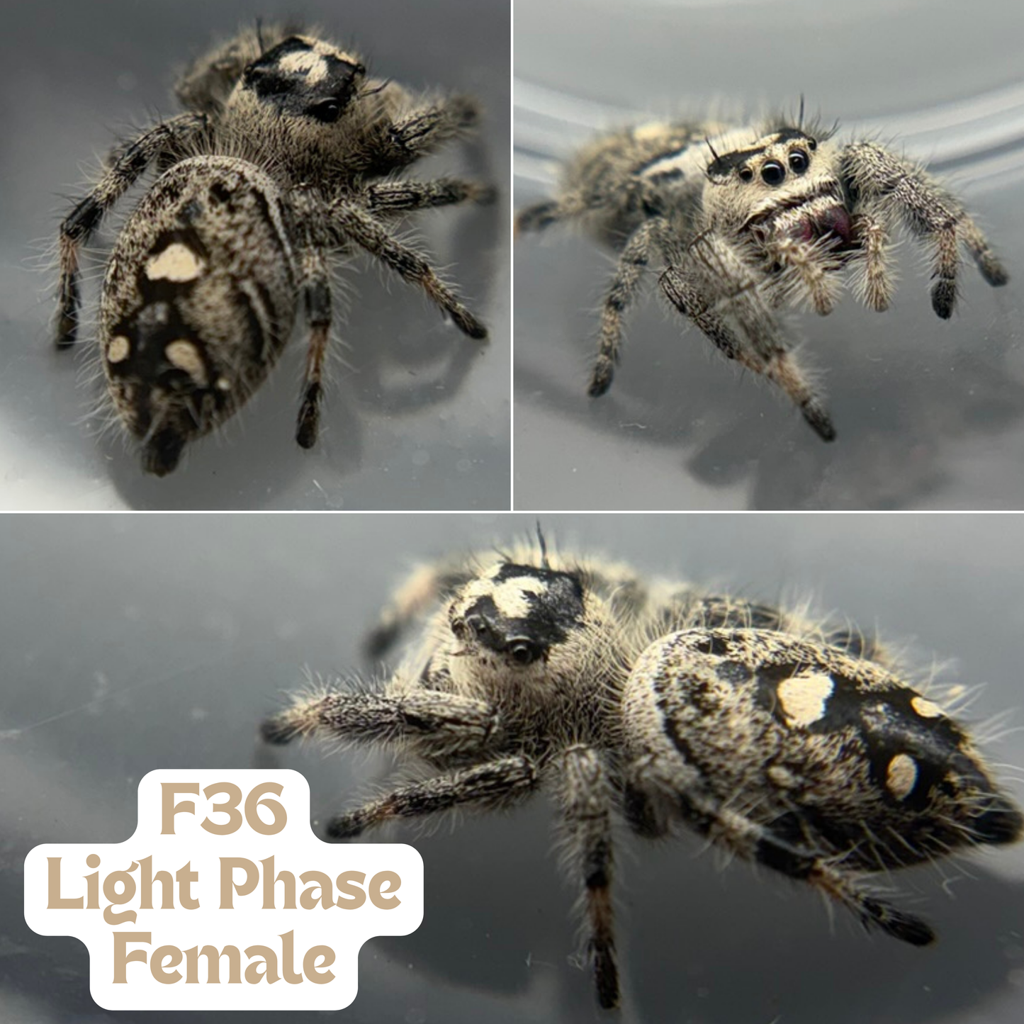 Regal Jumping Spider (Phidippus regius)
