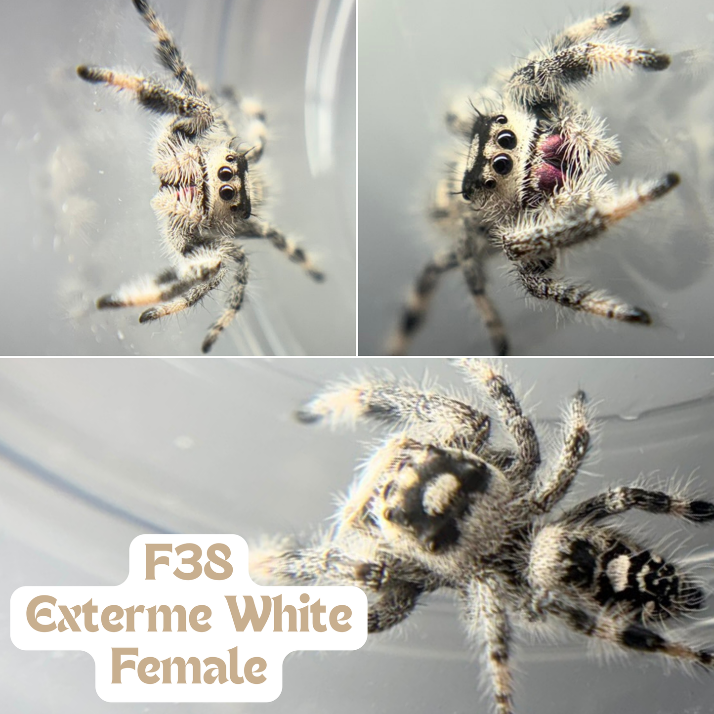 Regal Jumping Spider (Phidippus regius)