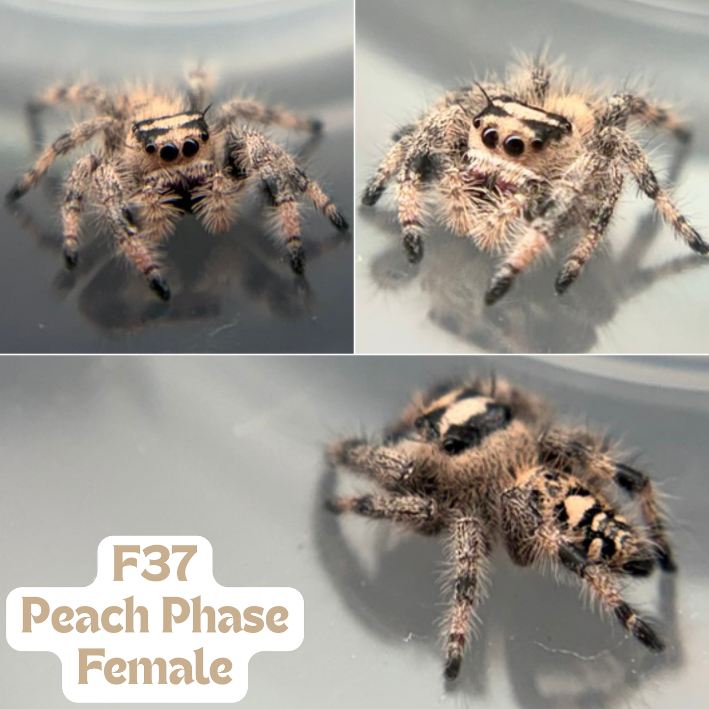 Regal Jumping Spider (Phidippus regius)