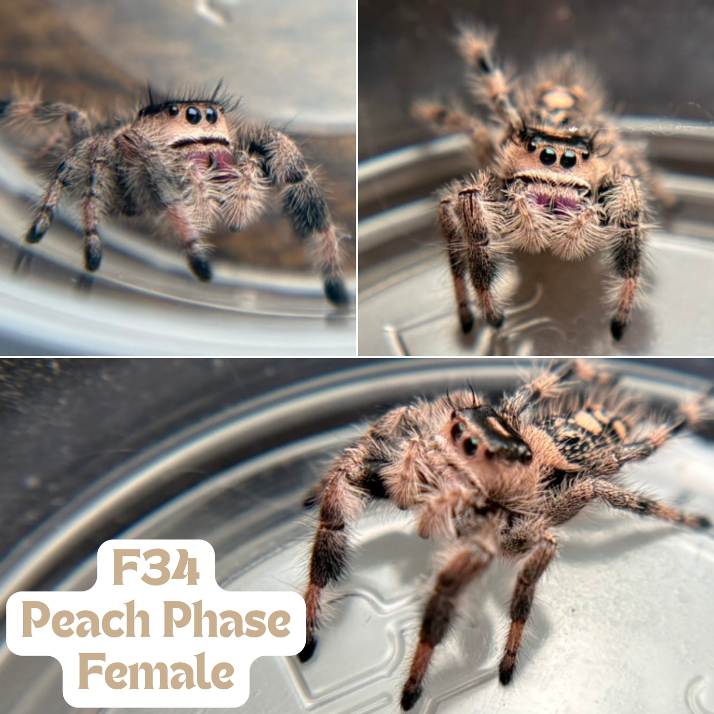 Regal Jumping Spider (Phidippus regius)