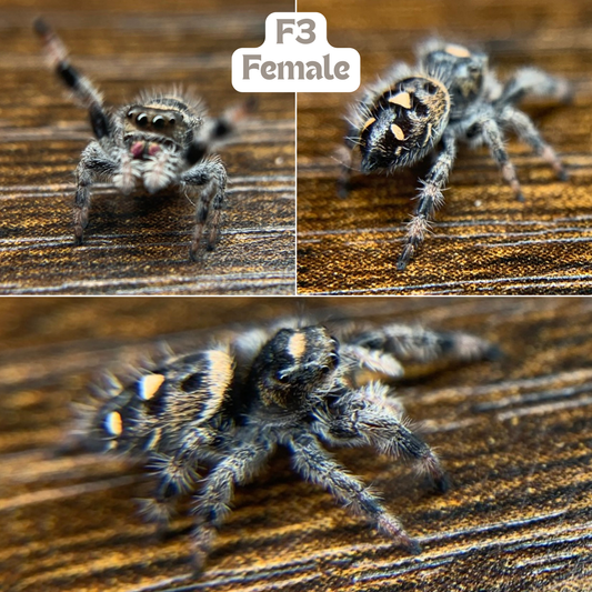 [F3] Regal Jumping Spider (Phidippus regius)