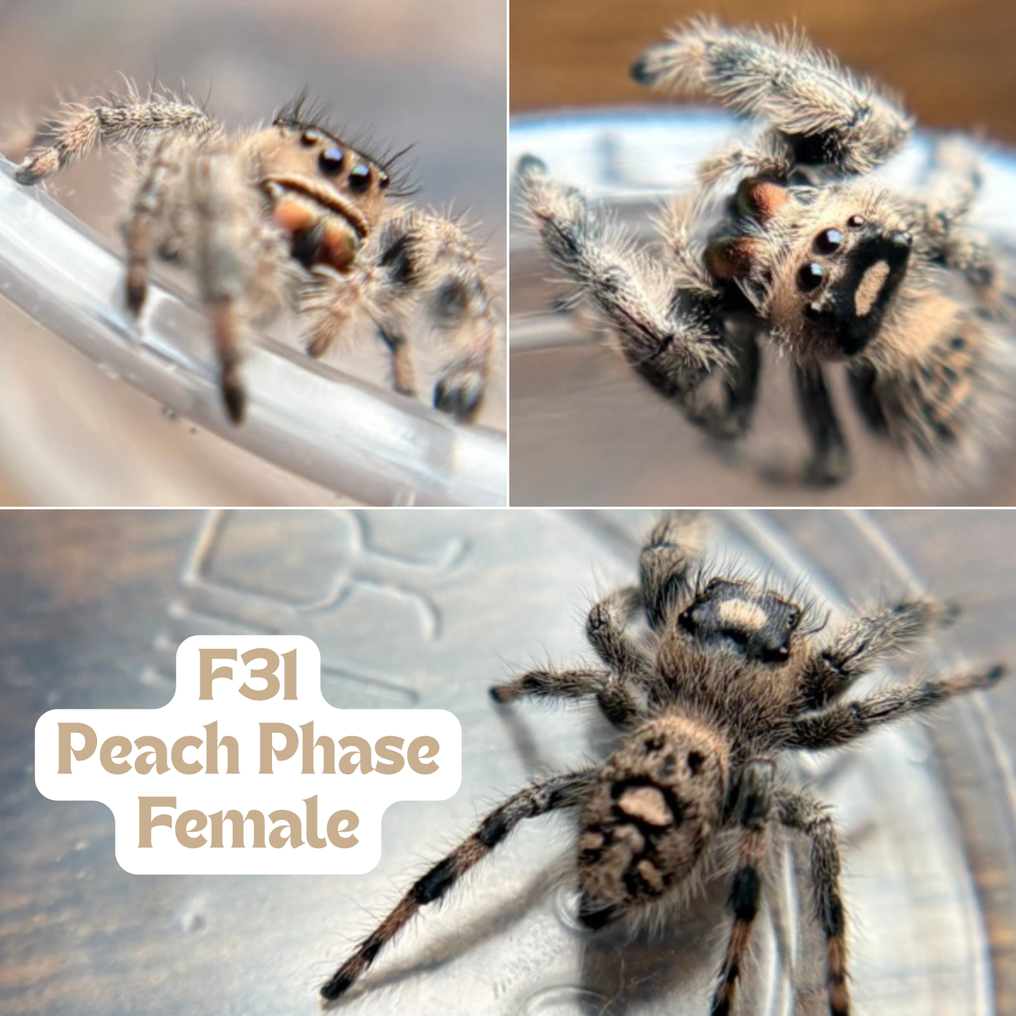 Regal Jumping Spider (Phidippus regius)
