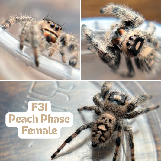 Regal Jumping Spider (Phidippus regius)