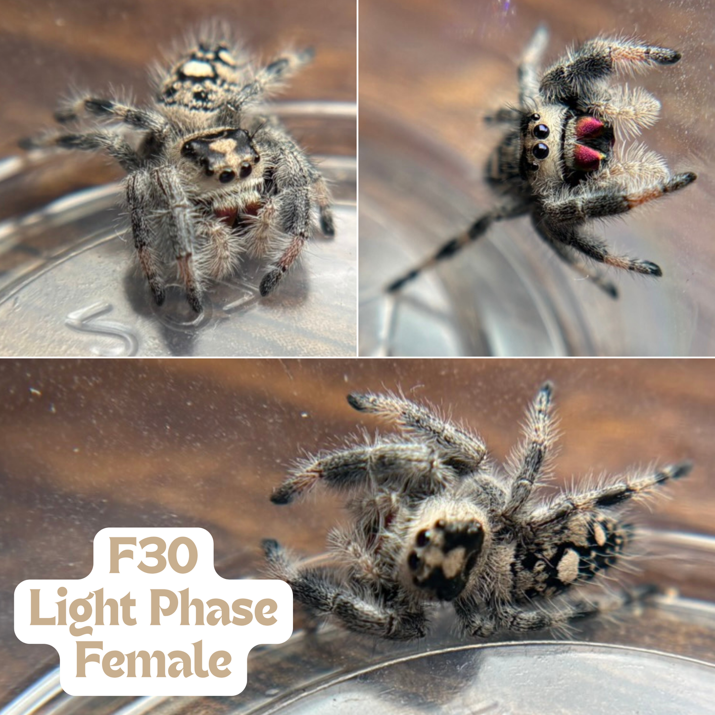 Regal Jumping Spider (Phidippus regius)