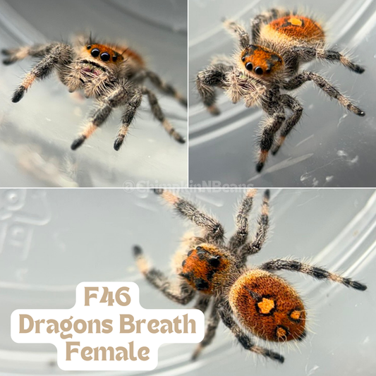 Regal Jumping Spider (Phidippus regius)