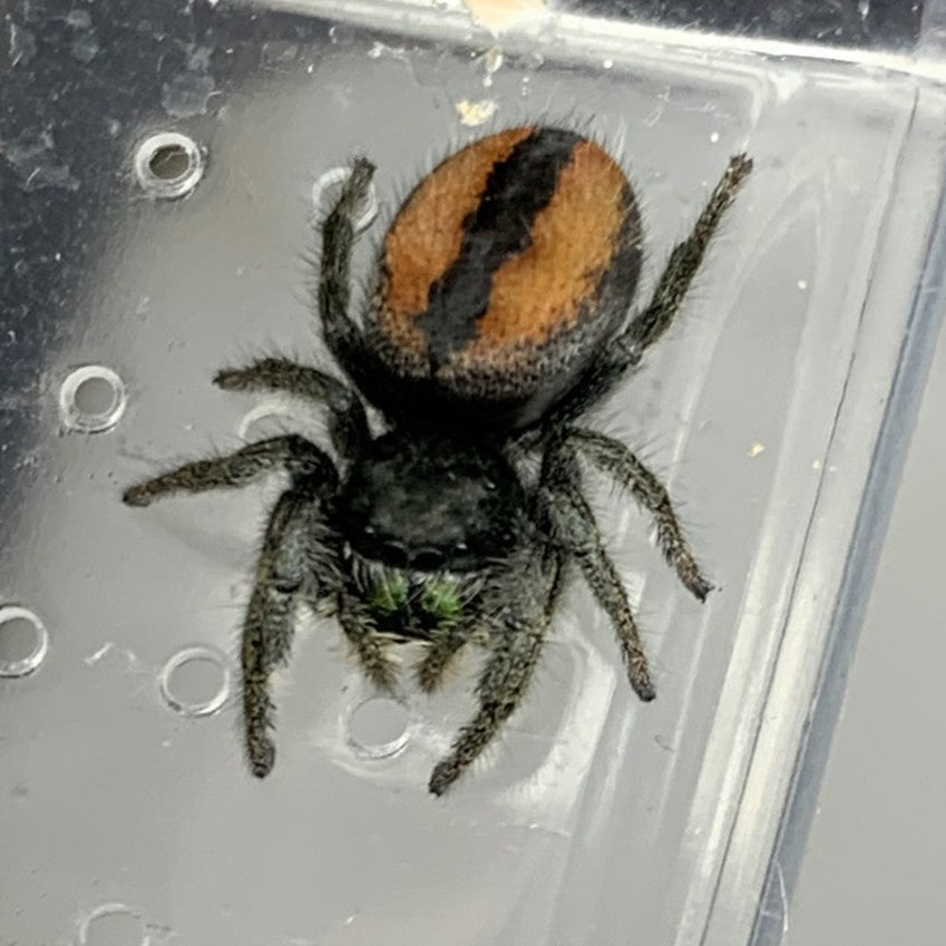 Johnson's Jumping Spider