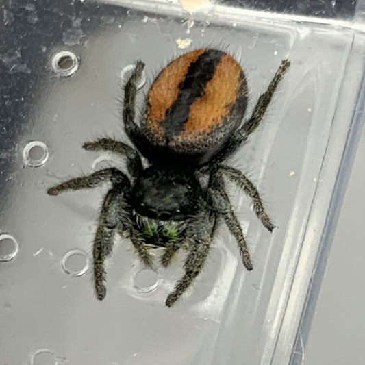Johnson's Jumping Spider