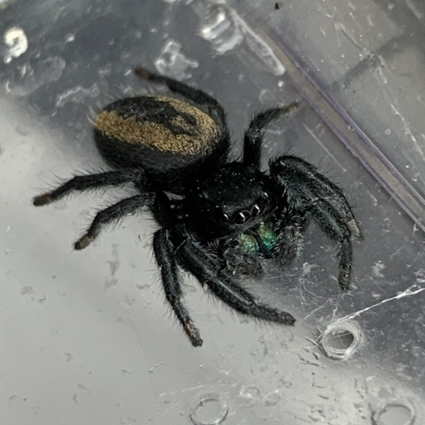 Johnson's Jumping Spider