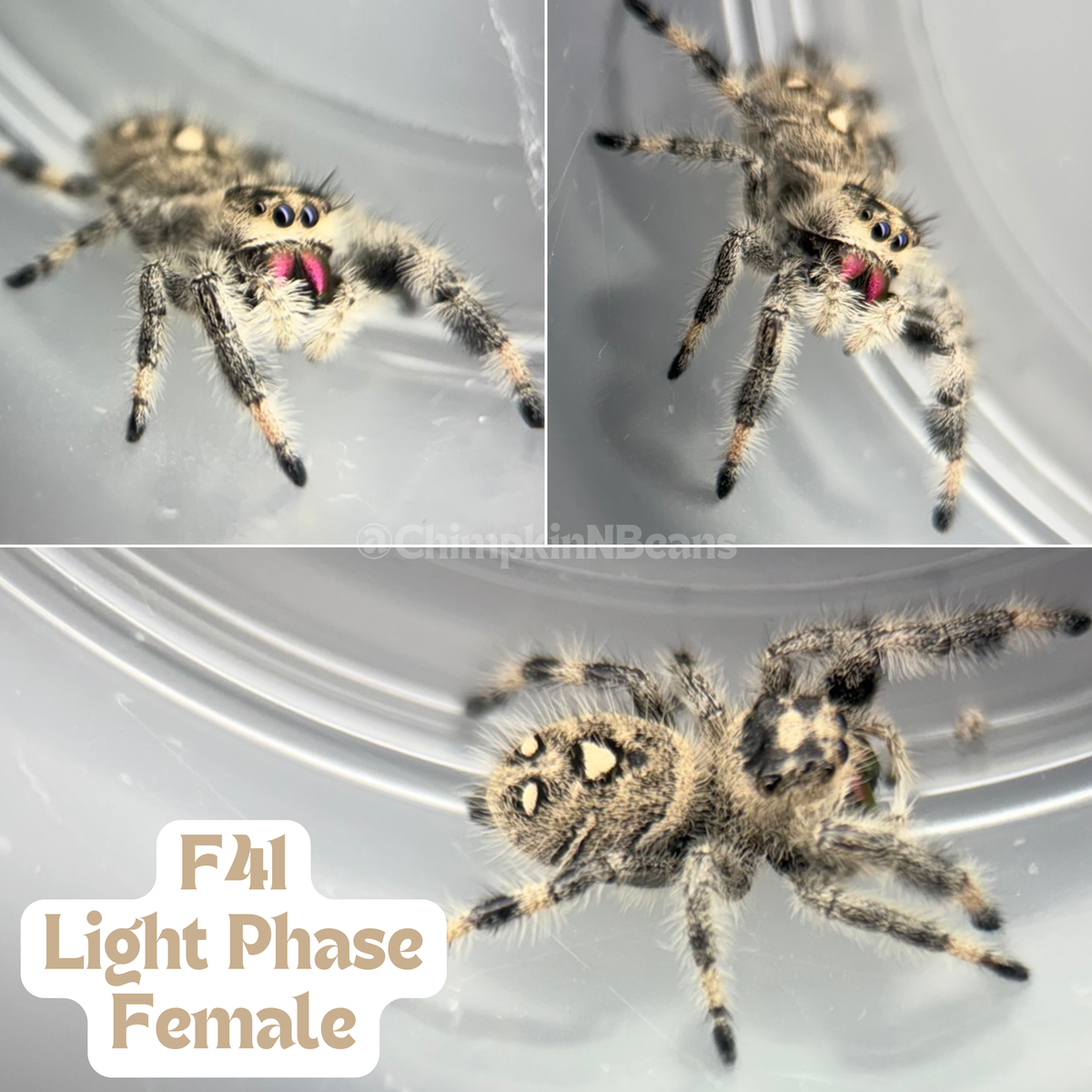Regal Jumping Spider (Phidippus regius)