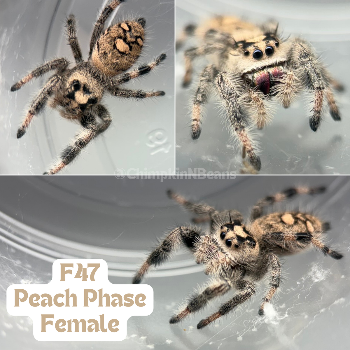 Regal Jumping Spider (Phidippus regius)