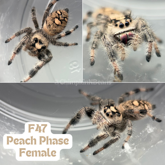 Regal Jumping Spider (Phidippus regius)