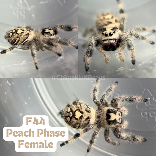Regal Jumping Spider (Phidippus regius)