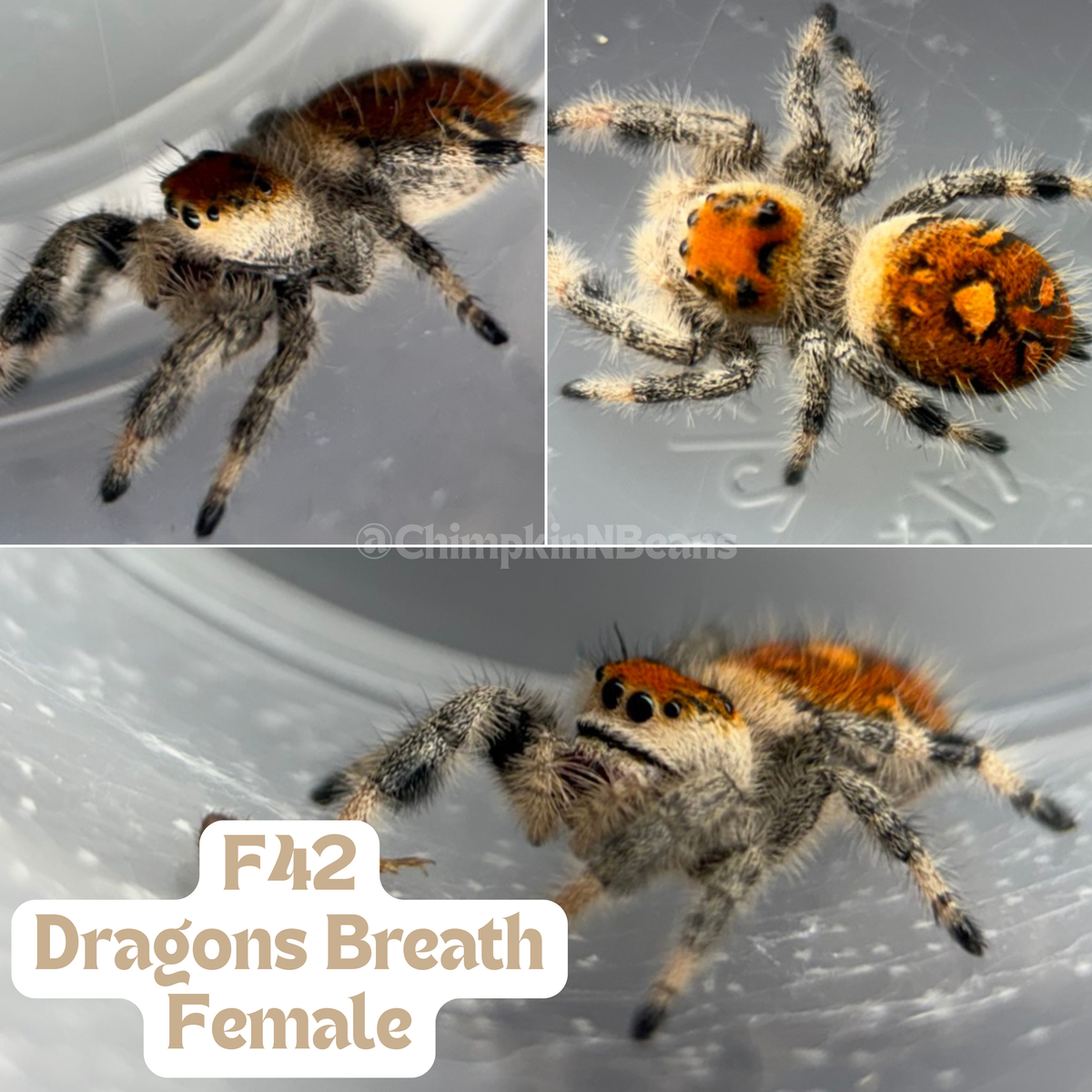 Regal Jumping Spider (Phidippus regius)
