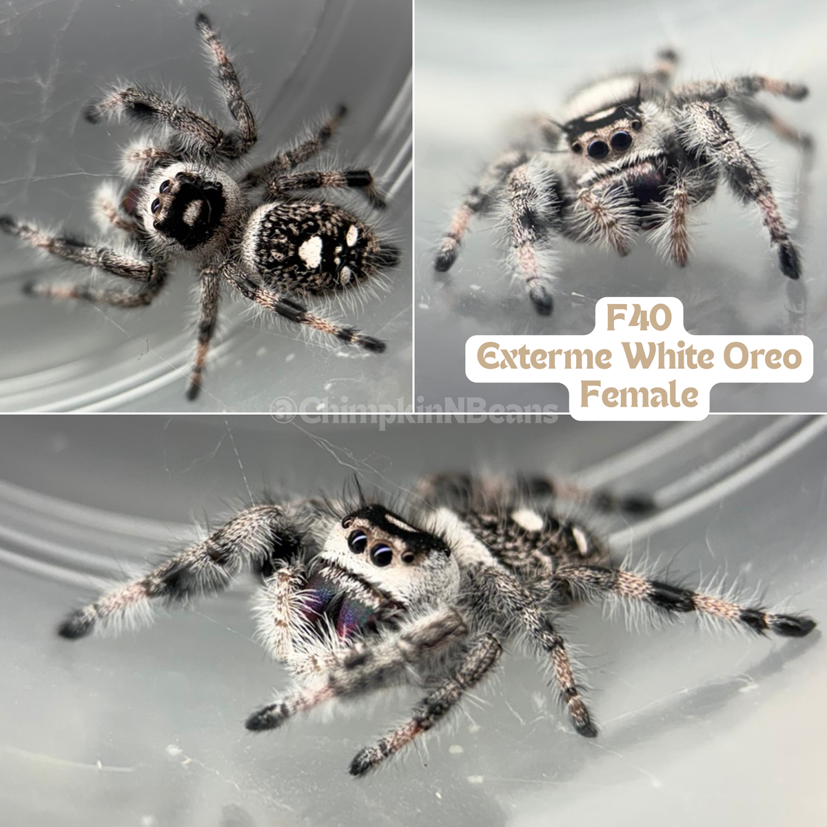 GALAXY FANGS - EXTREME WHITE OREO - Regal (Phidippus regius)