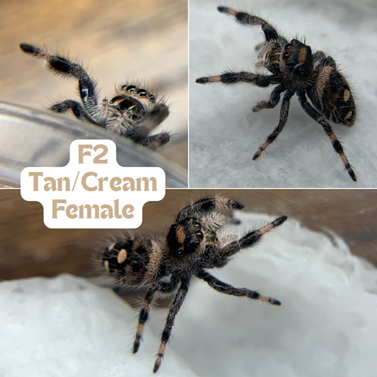 [F2] Regal Jumping Spider (Phidippus regius)