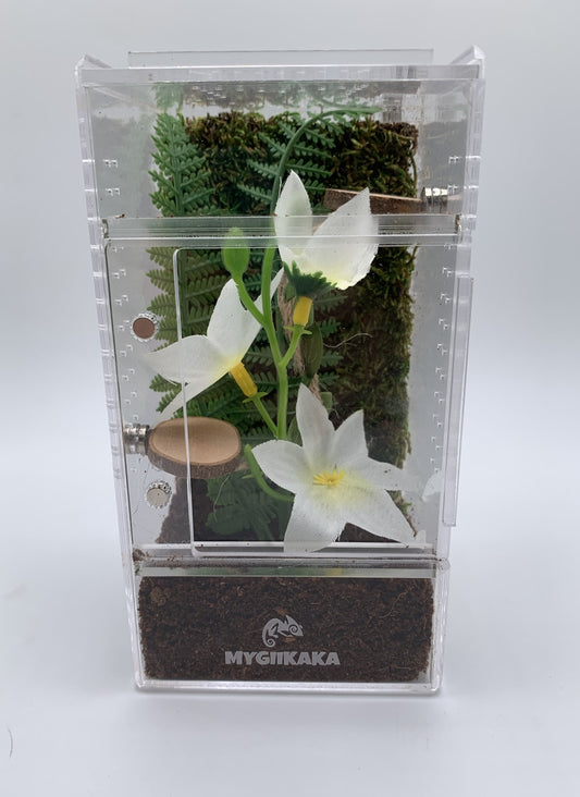 Jumping Spider Kit | Basic & Deluxe