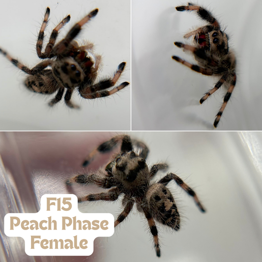 Regal Jumping Spider (Phidippus regius)