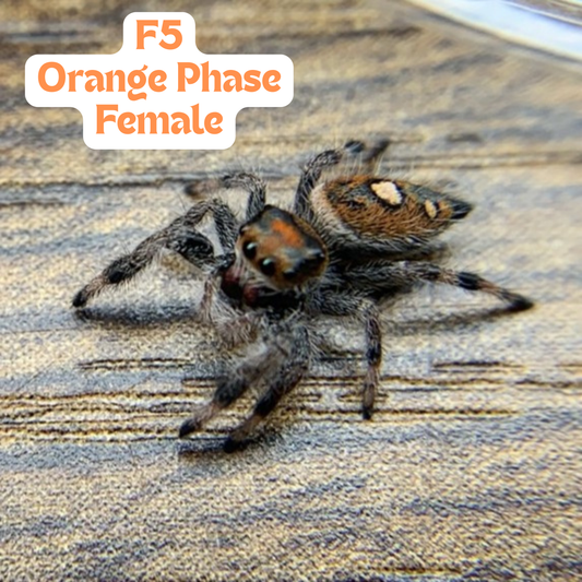 [F5] Regal Jumping Spider (Phidippus regius)