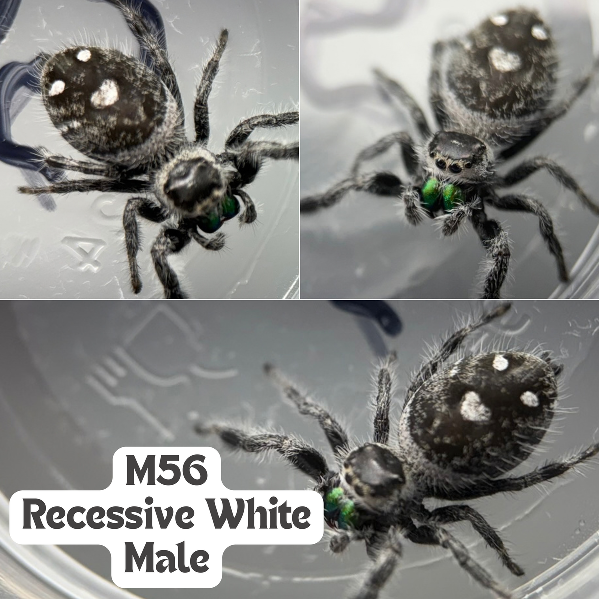 Regal Jumping Spider (Phidippus regius)