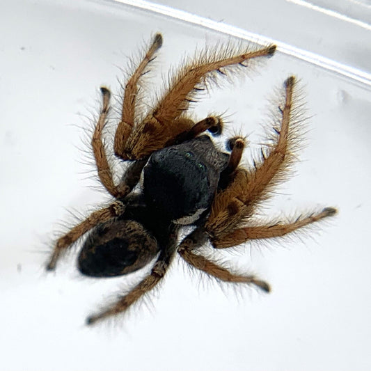 Arizona Jumping Spider (Phidippus arizonensis)