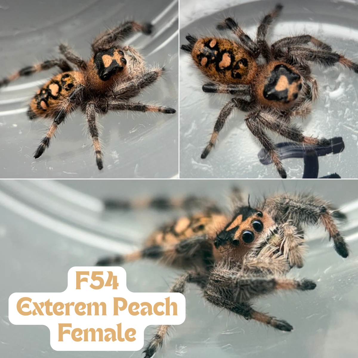 Regal Jumping Spider (Phidippus regius)
