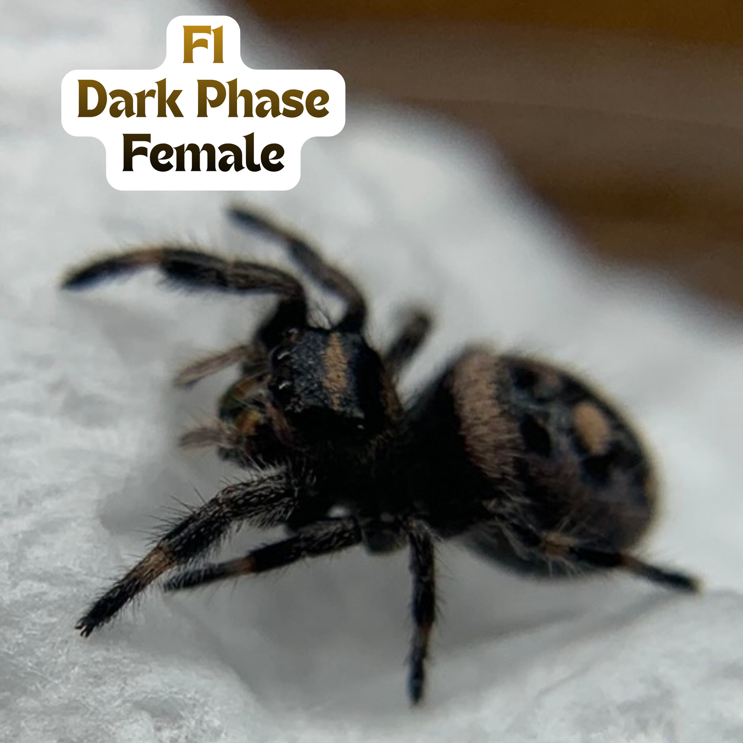 [F1] Regal Jumping Spider (Phidippus regius)