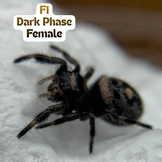 [F1] Regal Jumping Spider (Phidippus regius)